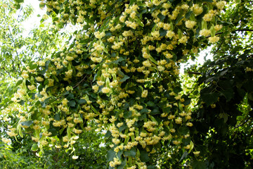 Fototapeta na wymiar Linden tree blossoms in summer Ukraine