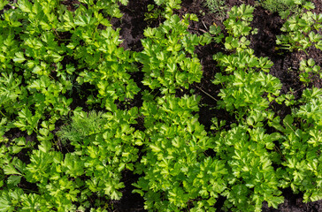 Straight rows of vegetable beds with parsley. Organic eco farming. Green young parsley plantations. Top view