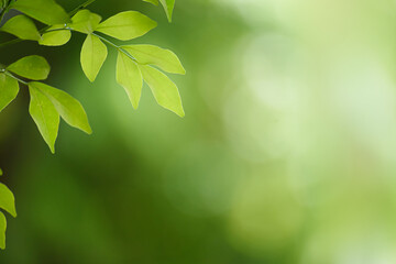 Obraz premium Green leaf for nature on blurred background.