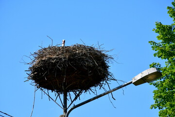 A close up on a nest of a stork made out of sticks, planks, grass, and other debris located on the top of a big lamp post with the male stork inside the nest looking down seen in summer in Poland