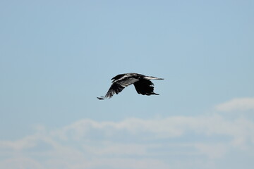 Obraz premium vulture in flight