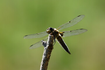 dragonfly on a leaf