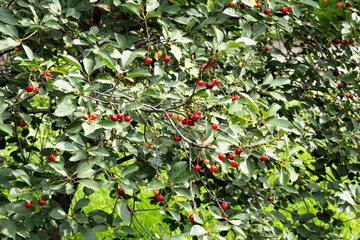 Red cherries ripen in the garden of Aunt Grunya Ukraine