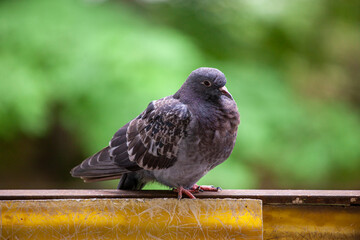 pigeon close-up peeks out of the window sitting on the balcony