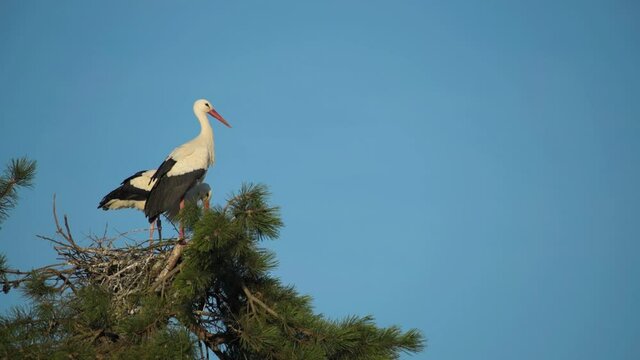 Couple of white storks on their nest in spring.