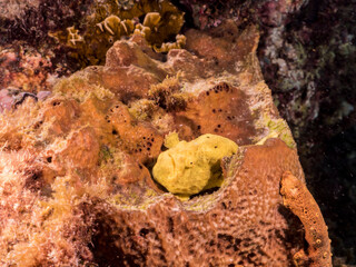 Seascape with small yellow Frogfish in coral reef of Caribbean Sea, Curacao