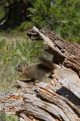 Yellowstone Marmot