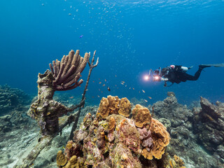 Fototapeta na wymiar Seascape with Scuba Diver, coral and sponge in coral reef of Caribbean Sea, Curacao