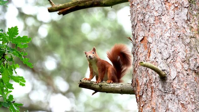 squirrel, Sciurus vulgaris, sits on the broken branch of a pine tree and nibbles on sunflower seeds next to the leaves of a German oak tree