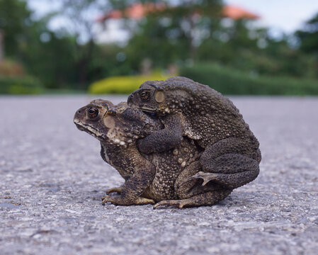 Breeding toads on the ground.