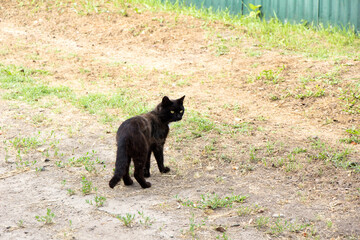 Black cat slacker walks wanders the street