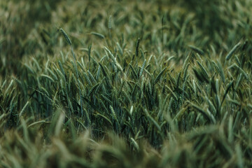 Young wheat on a field