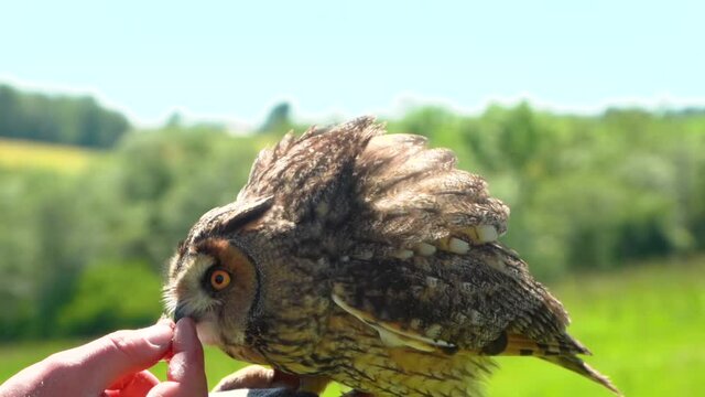 Long eared owl bird of prey eating food from male hand, botanic garden, closeup