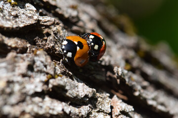 Ladybug Beetle Sex 08