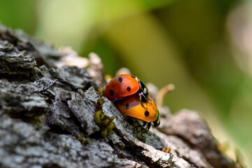 Ladybug Beetle Sex 11