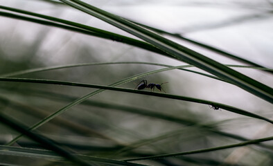 A black ant walking on a tiny grass leaf in the evening