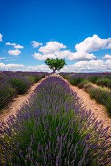 Fototapeta premium Champ de Lavandes sur le plateau de Valensole