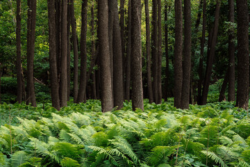 prehistoric forest of ferns