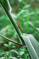 Beautiful brown grasshopper sitting on wild grass