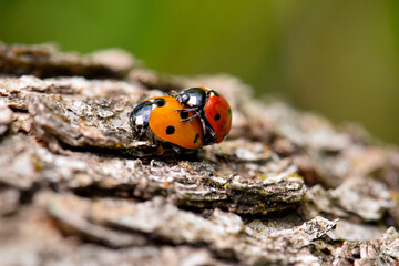 Ladybug Beetle Sex 19