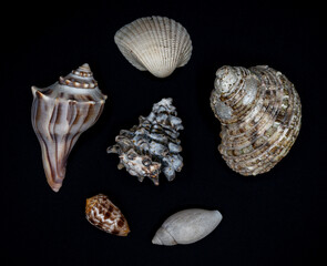 seashells spread over black background