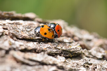 Ladybug Beetle Sex 20