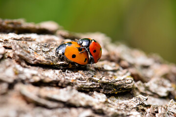 Fototapeta premium Ladybug Beetle Sex 21