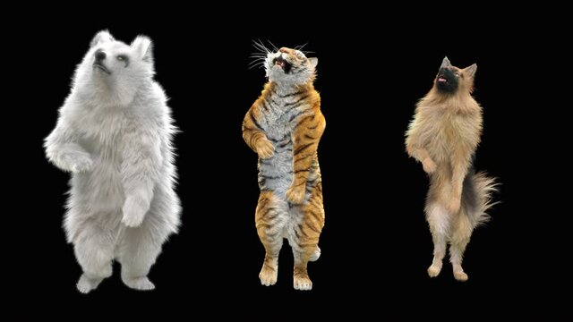 Bear and Tiger, Dog Dancing, CG fur 3d rendering animal realistic CGI VFX Animation Loop composition 3d mapping cartoon, Included in the end of the clip with Alpha matte.