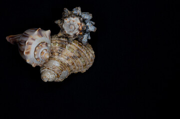 spiral seashells stacked on black background