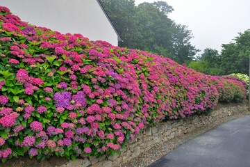 Magnifique haie d'hortensias du Trégor en Bretagne