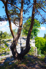 Pine grows on a travertine rock on the very hill Dreveník Slovakia near the town of Spišské Podhradie