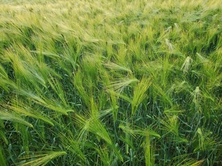 Ears of green lush barley on field farmland. Hordeum vulgare harvest time. Agriculture agribusiness concept. Growing cereal grains at field of spikelet
