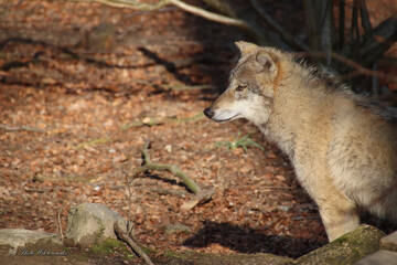 seitliches Profil des Wolfes