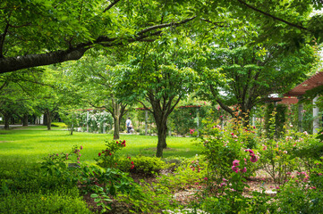 信州スカイパーク　バラ園