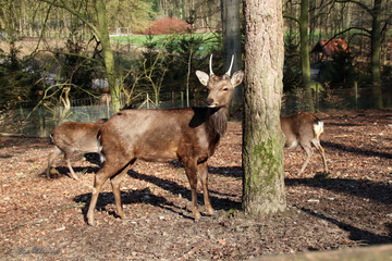 Wildtier im olderdisser Park