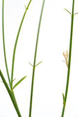 Baby mantis in high key 