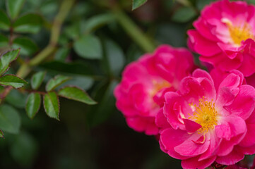 満開のピンクのバラ