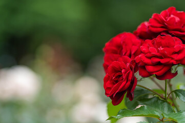 真っ赤なバラの花