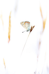 Butterfly on a flower