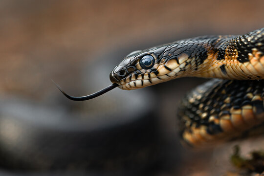 Close view of a horseshoe whip snake