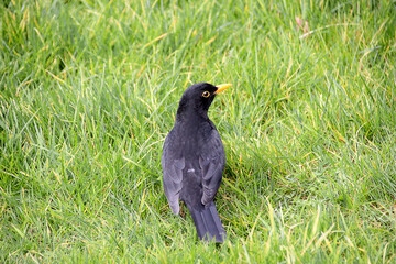 Amsel im Gras