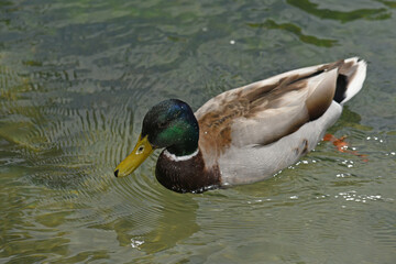 wild duck on the water