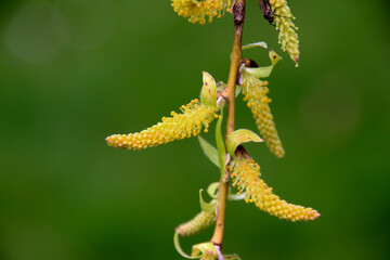 Spross von Weidenkätzchen