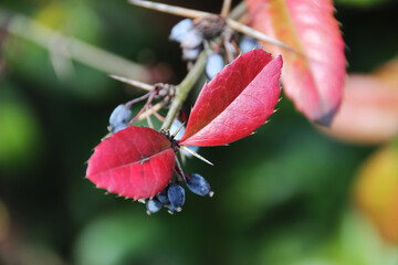 Beeren Strauch mit roten Blättern