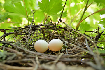 Dove nest from braches with two white eggs in a vineyard on a sunny summer day. Bird and animal...