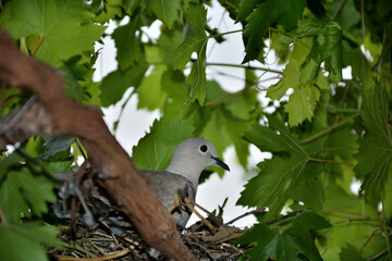Gray cute dove lies in a nest on eggs in a vineyard on a sunny summer day. Bird and animal concept