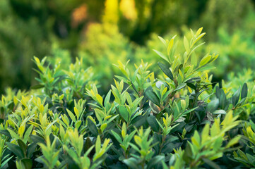 Green leaves background. Natural green background with selective focus, sun rays with blurred lush foliage.