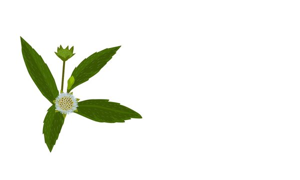 Eclipta Alba, Eclipta Prostrata or Bhringraj, also known as Fake Daisy, isolated on white background with spaces, herbal medicinal plants effective in Ayurvedic medicine. vector illustration.