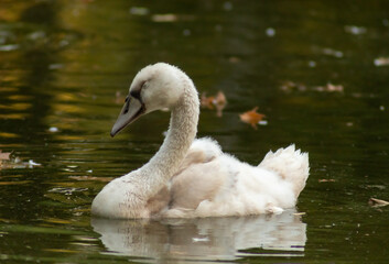 Baby swan on the lake.