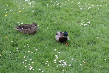 jung Enten beim Spaziergang
